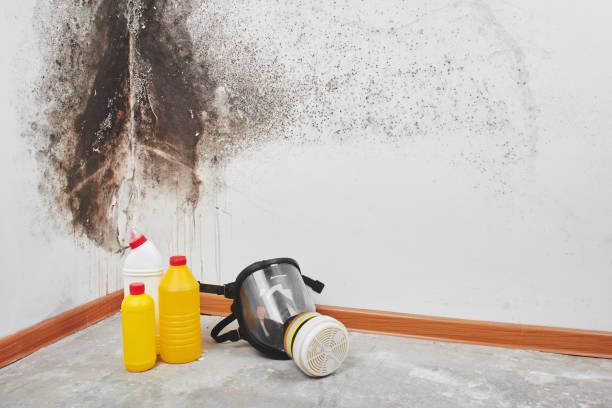 Best HVAC Mold Remediation in Strafford, MO
