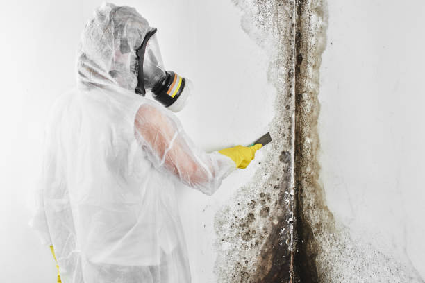 Best Attic Mold Remediation in Strafford, MO