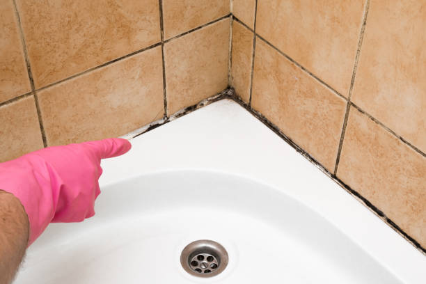 Best DIY Mold Remediation Support Services in Strafford, MO